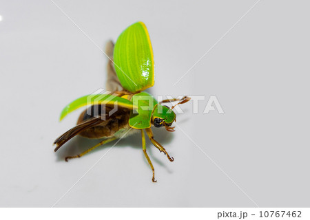 ウグイスコガネの仲間の写真素材 [10767462] - PIXTA
