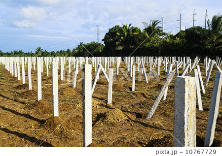 Concrete Stakes 10767729