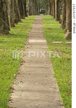 Walkway in Park 10767957