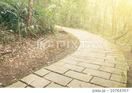 Path in forest under sunlight 10768307