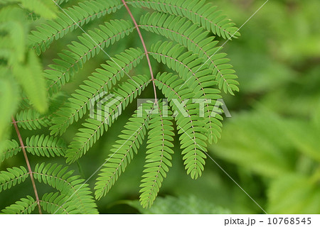 ネムノキの葉 ネムノキの葉 10768545