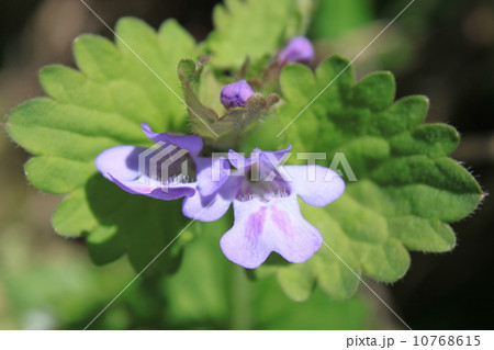 カキドオシの花 カキドオシの花 10768615