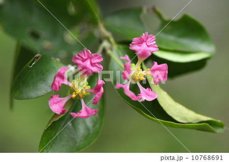 自然 植物 アセローラの花 自然 植物 アセローラの花 10768691