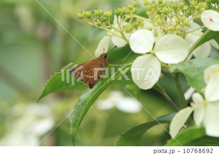 生き物 昆虫 於茂登山頂付近、ヤエヤマコンテリギで休むアサヒナキマダラセセリ① 生き物 昆虫 於茂登山頂付近、ヤエヤマコンテリギで休むアサヒナキマダラセセリ① 10768692