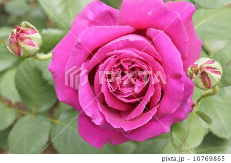 悠久の約束 バラ 悠久の約束 バラ 10769865