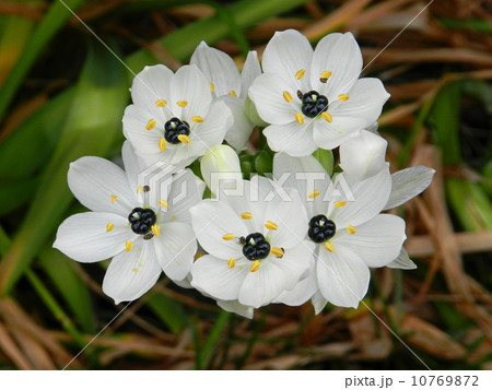 オーニソガラム・アラビカム 10769872