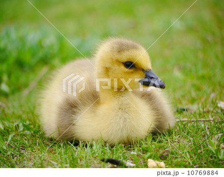 カナダグース カナダグース 10769884