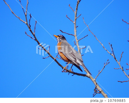 アメリカンロビン 10769885