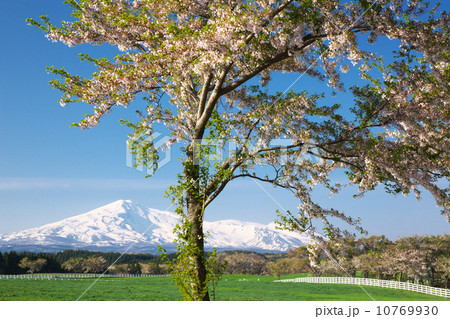 秋田 由利本荘市 秋田 由利本荘市 10769930