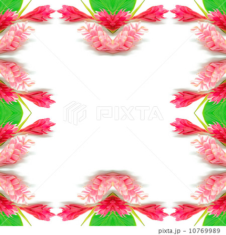 Ginger flower Ginger flower 10769989
