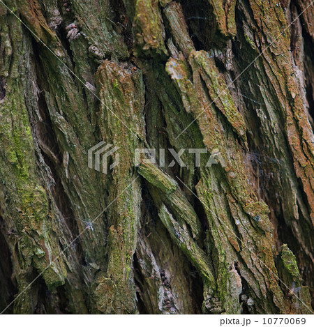 Bark Tree texture in nature 10770069