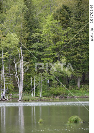 新緑の湖畔 新緑の湖畔 10770144