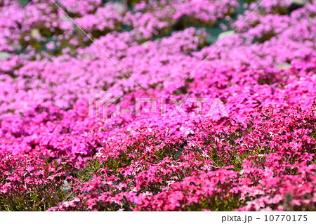 茶臼山高原の春 芝桜の丘 茶臼山高原の春 芝桜の丘 10770175