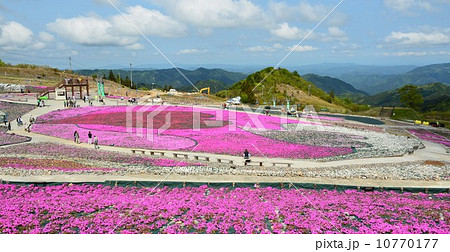 茶臼山高原の春 芝桜の丘 茶臼山高原の春 芝桜の丘 10770177