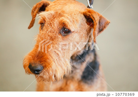 Brown Airedale Terrier dog Brown Airedale Terrier dog 10770369