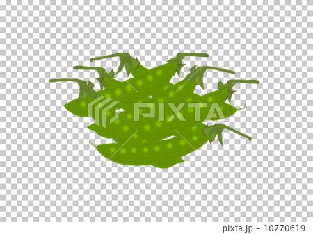 豌豆 豌豆 10770619