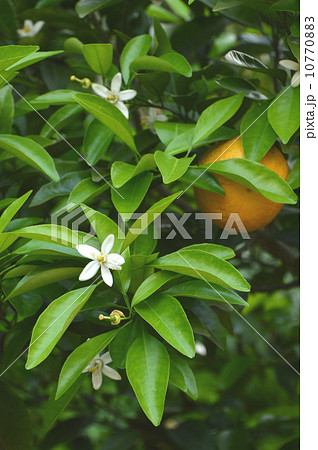 ミカンの花が咲きました。５月 10770883