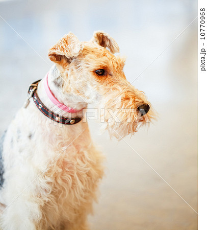 Wire Fox Terrier 10770968