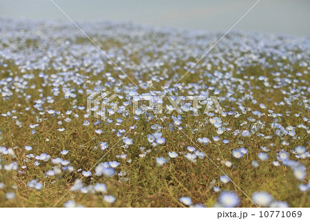 ネモフィラ畑 ネモフィラ畑 10771069