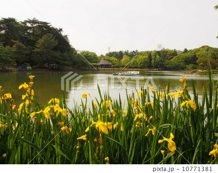 綿打池 綿打池 10771381