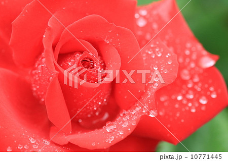 鮮やかな赤色の薔薇の花に水滴 10771445