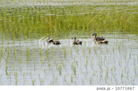 カルガモがいる水田 10771667