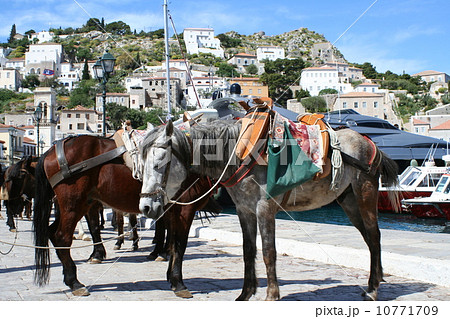 ギリシャのイドラ島の馬の写真素材