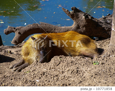 Capybara 10771858