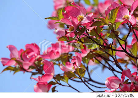 ハナミズキの花 ハナミズキの花 10771886