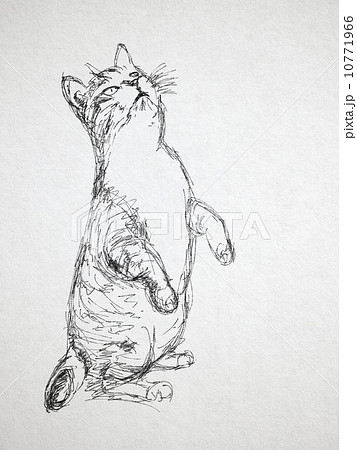 猫のイラスト ペン画風のイラスト素材