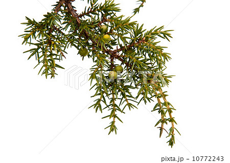 Juniper berries Juniper berries 10772243