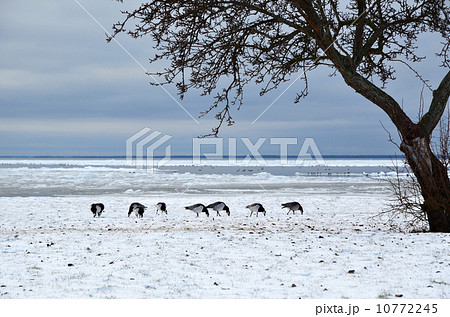 Grazing geese in snow - early birds Grazing geese in snow - early birds 10772245
