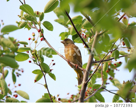カワラヒワ 10772393