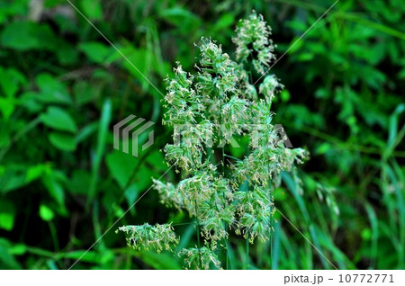 カモガヤ カモガヤ 10772771