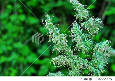 カモガヤ カモガヤ 10772775