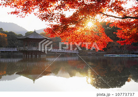 浮見堂の紅葉 10773737