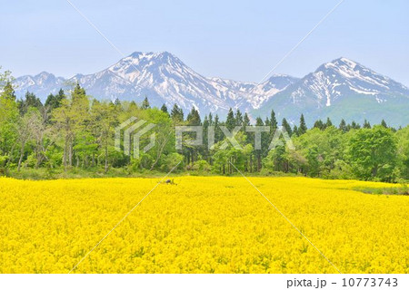 菜の花畑と妙高山 菜の花畑と妙高山 10773743