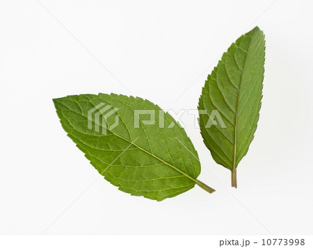 芳香のブラックペパーミント 芳香のブラックペパーミント 10773998