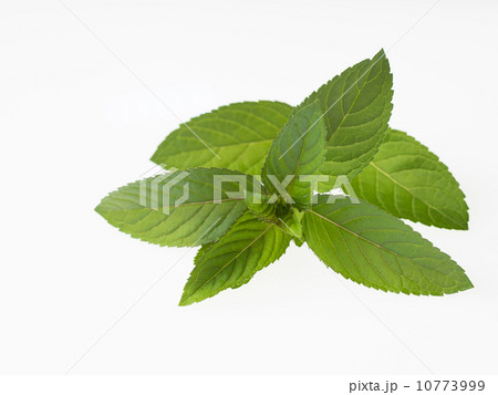 芳香のブラックペパーミント 10773999