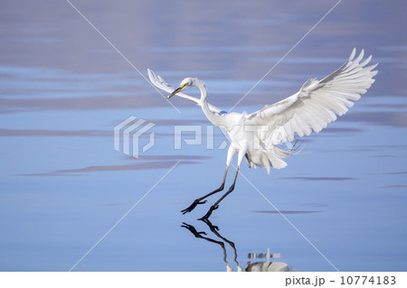 Great Egret 10774183