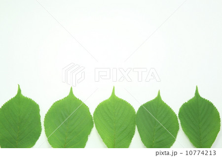 新緑の緑の葉 10774213
