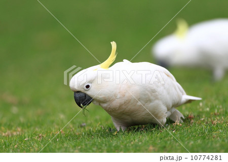 キバタン 10774281