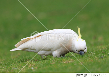 キバタン 10774282