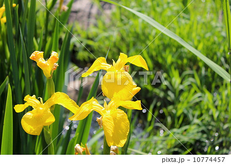 舎人公園のキショウブ 10774457