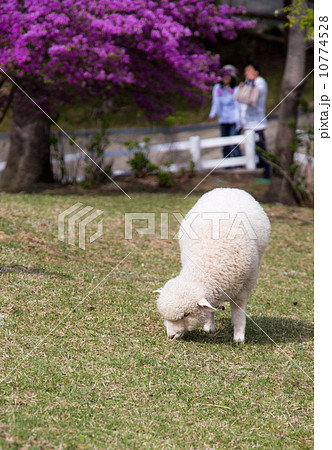 羊のあかちゃん 羊のあかちゃん 10774528
