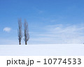 佇むポプラ・冬 10774533