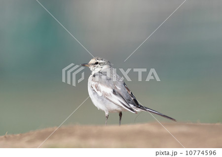 野鳥　セキレイ 10774596