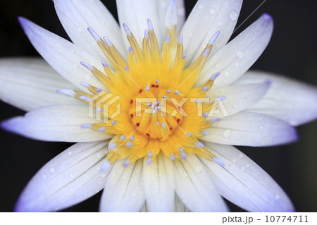 ニンファェア ミクランタ ムラサキシキブ ニンファェア ミクランタ ムラサキシキブ 10774711