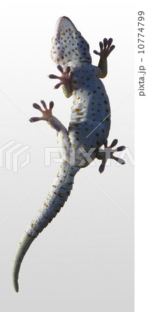 Lizard 10774799