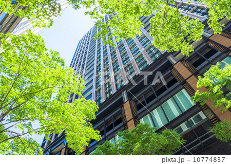 新緑の丸の内オフィス街 新緑の丸の内オフィス街 10774837